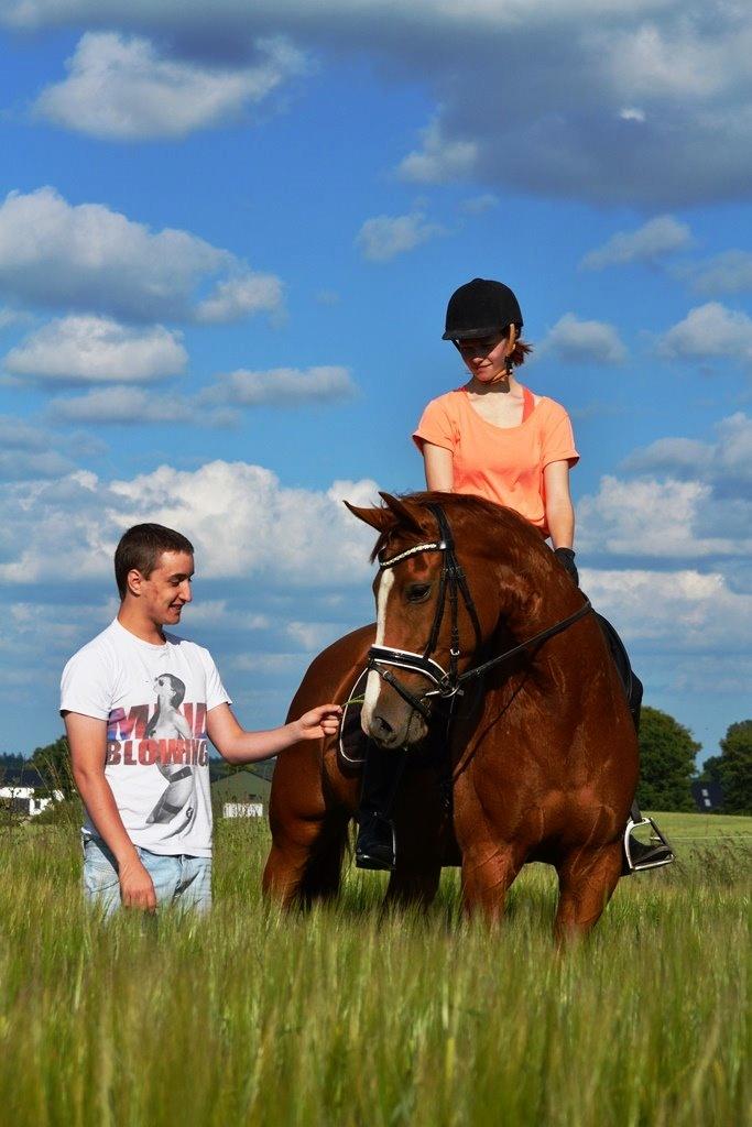 Dansk Varmblod Tanholms Hennes billede 1