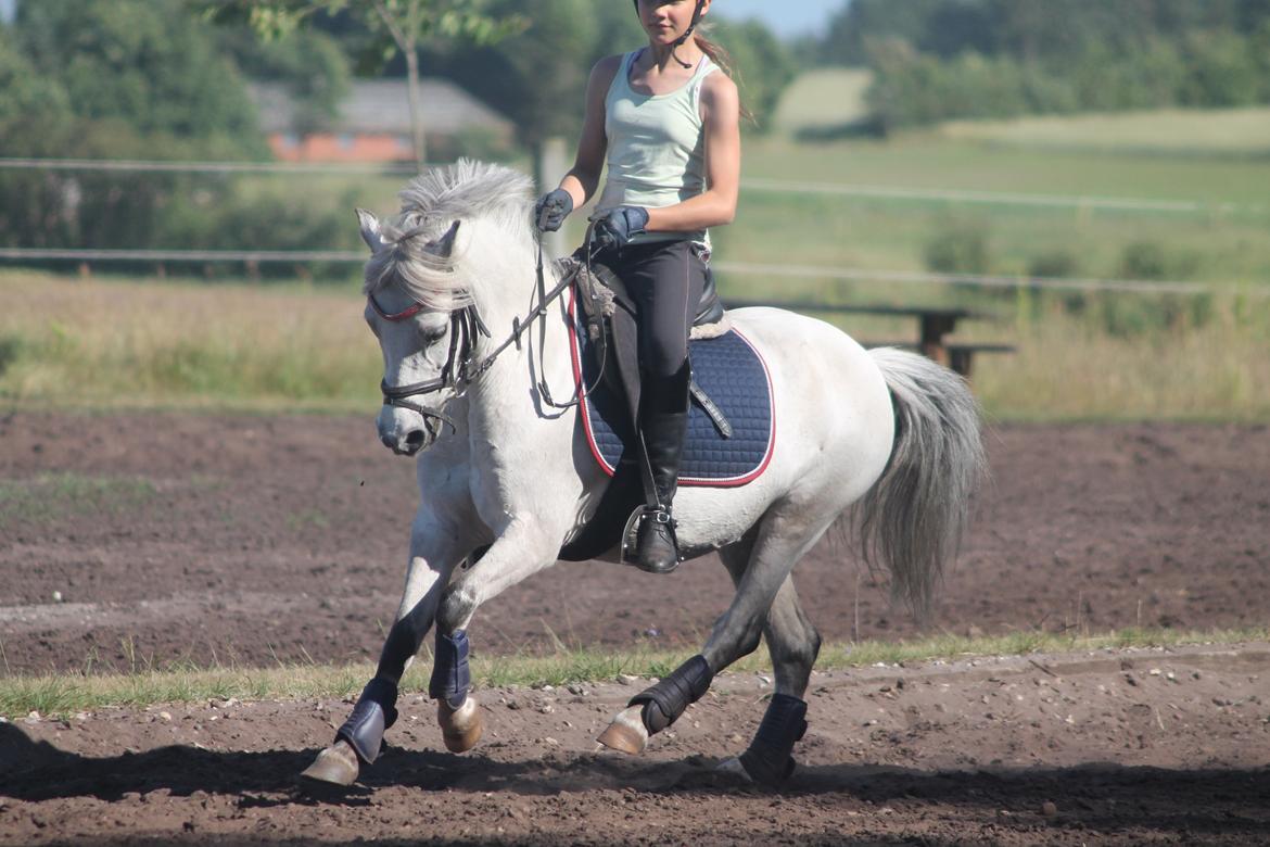 Welsh Mountain (sec A) Bangs Tempo - Foto: DGH-Photo billede 14