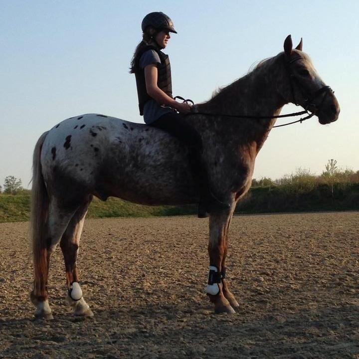 Knabstrupper Wonder Boy billede 1