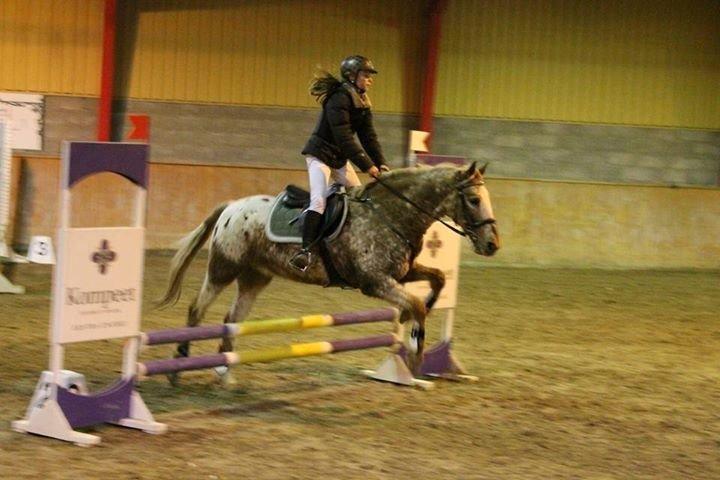 Knabstrupper Wonder Boy billede 2
