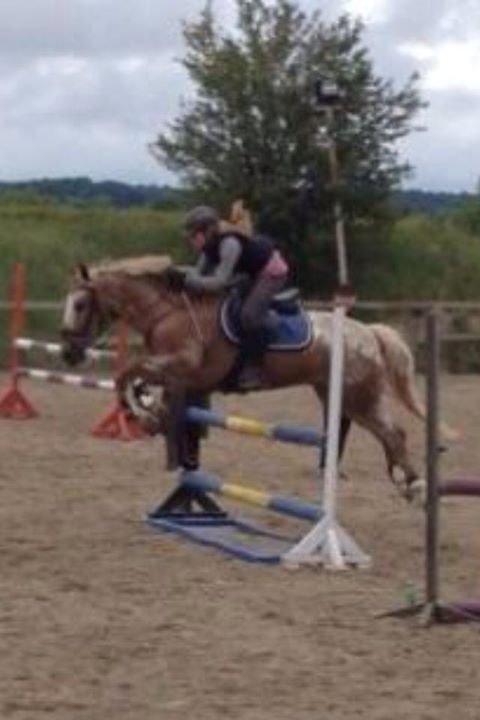 Knabstrupper Wonder Boy billede 3