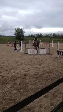 Knabstrupper Wonder Boy billede 5