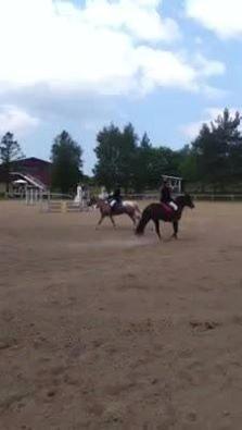Knabstrupper Wonder Boy billede 6