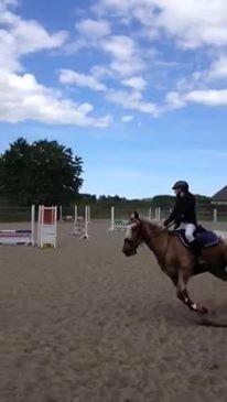 Knabstrupper Wonder Boy billede 8
