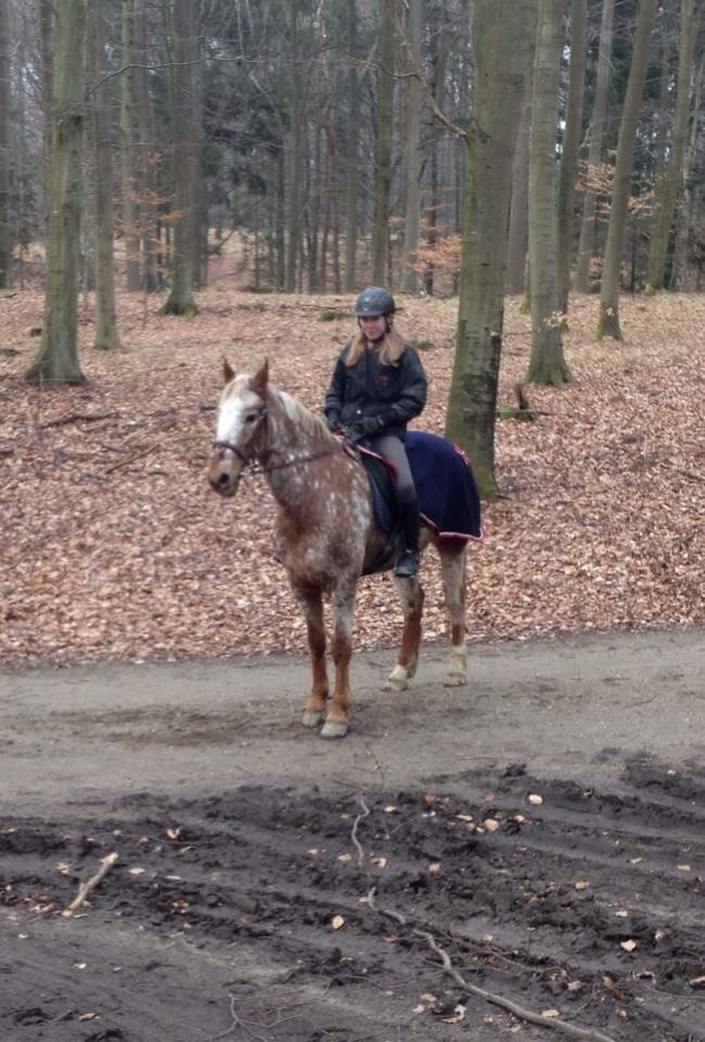 Knabstrupper Wonder Boy billede 11