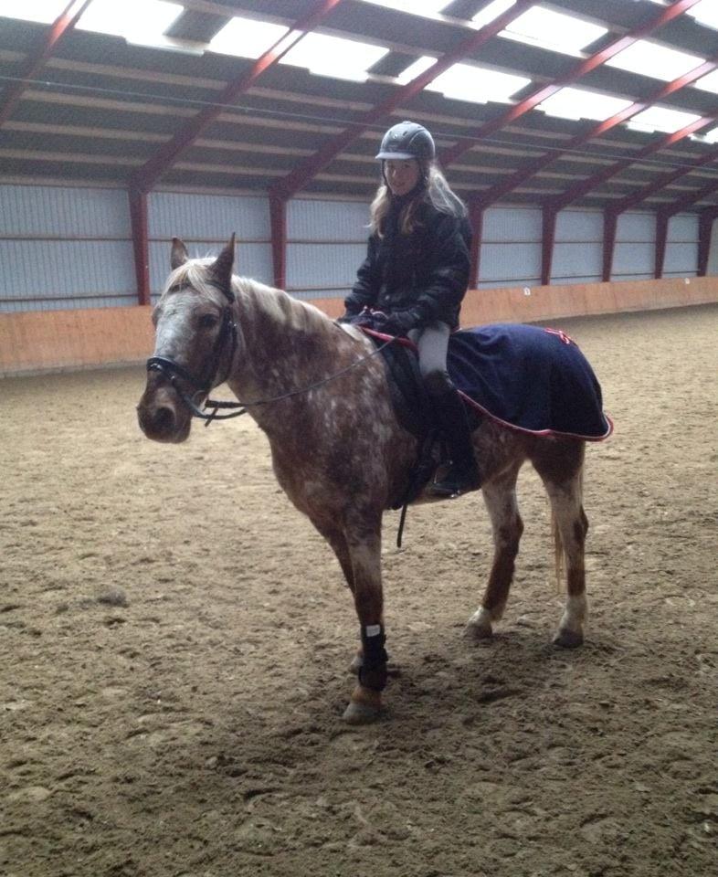 Knabstrupper Wonder Boy billede 12