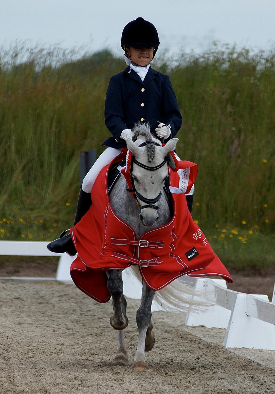 Welsh Pony (sec B) Clausholm Lord Joker Danmarksmester kat III 2015 - Sydjysk Mester KAT 3 Dressur 2014 billede 6