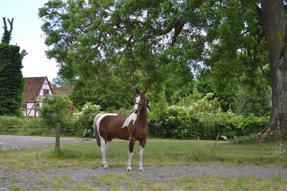 Gelderland Santander billede 3