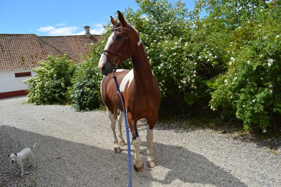 Gelderland Santander billede 10