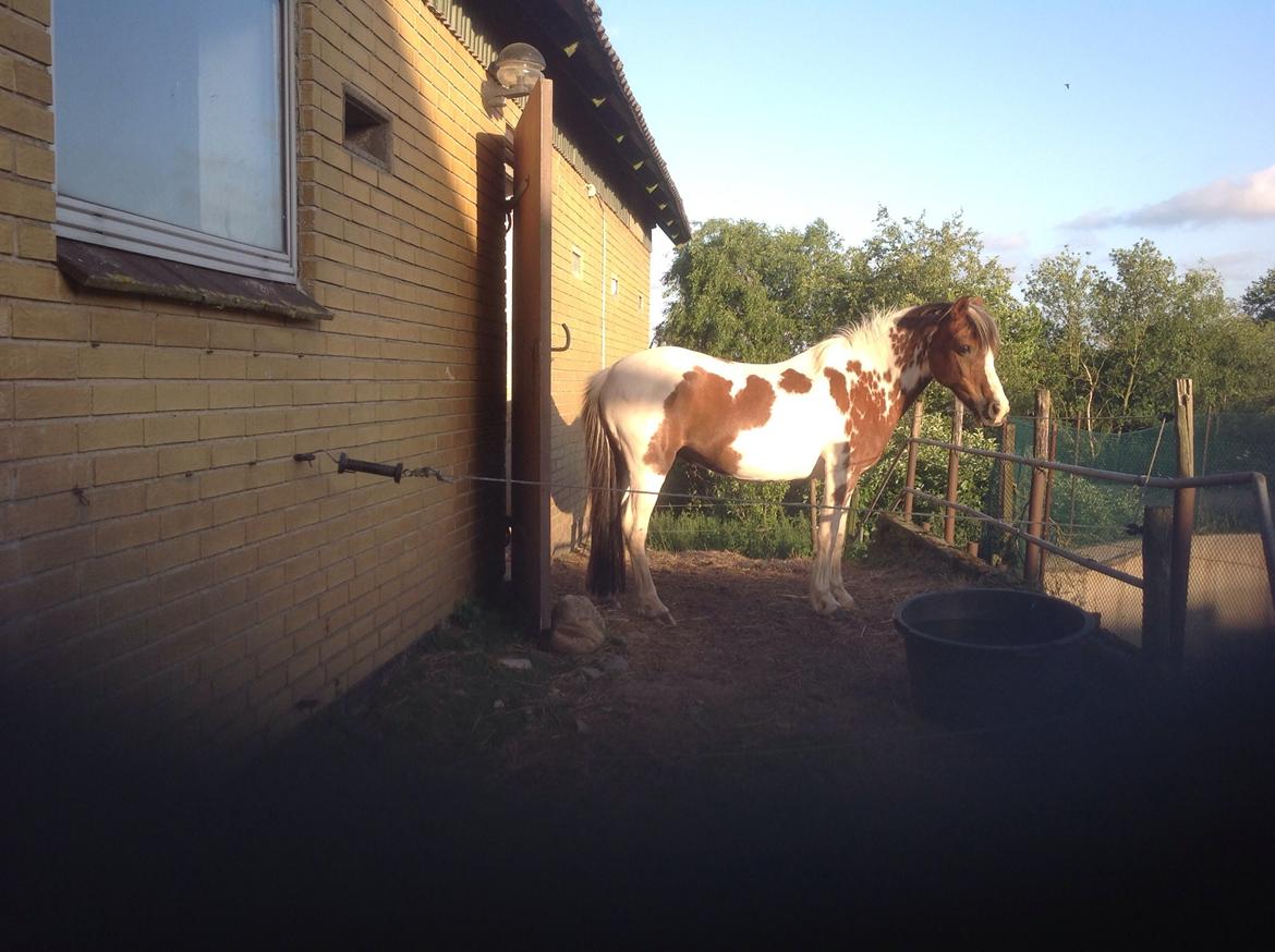 Pinto Bella billede 8