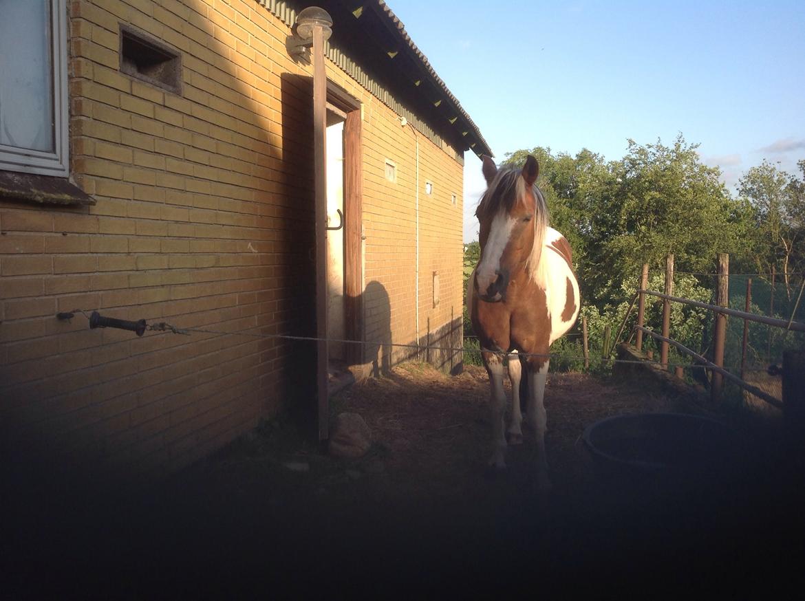 Pinto Bella billede 9