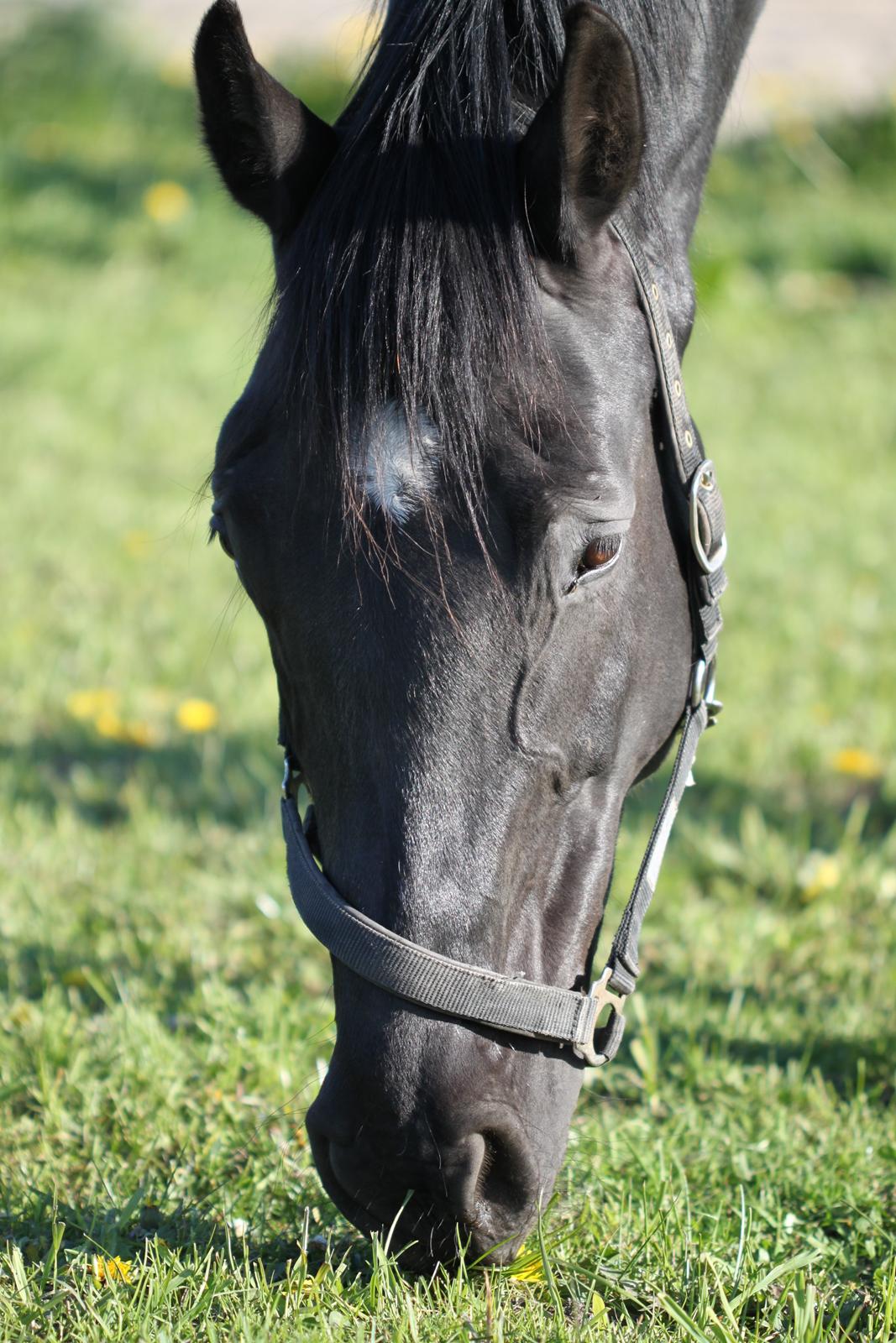Dansk Varmblod Eleganz RDH billede 1
