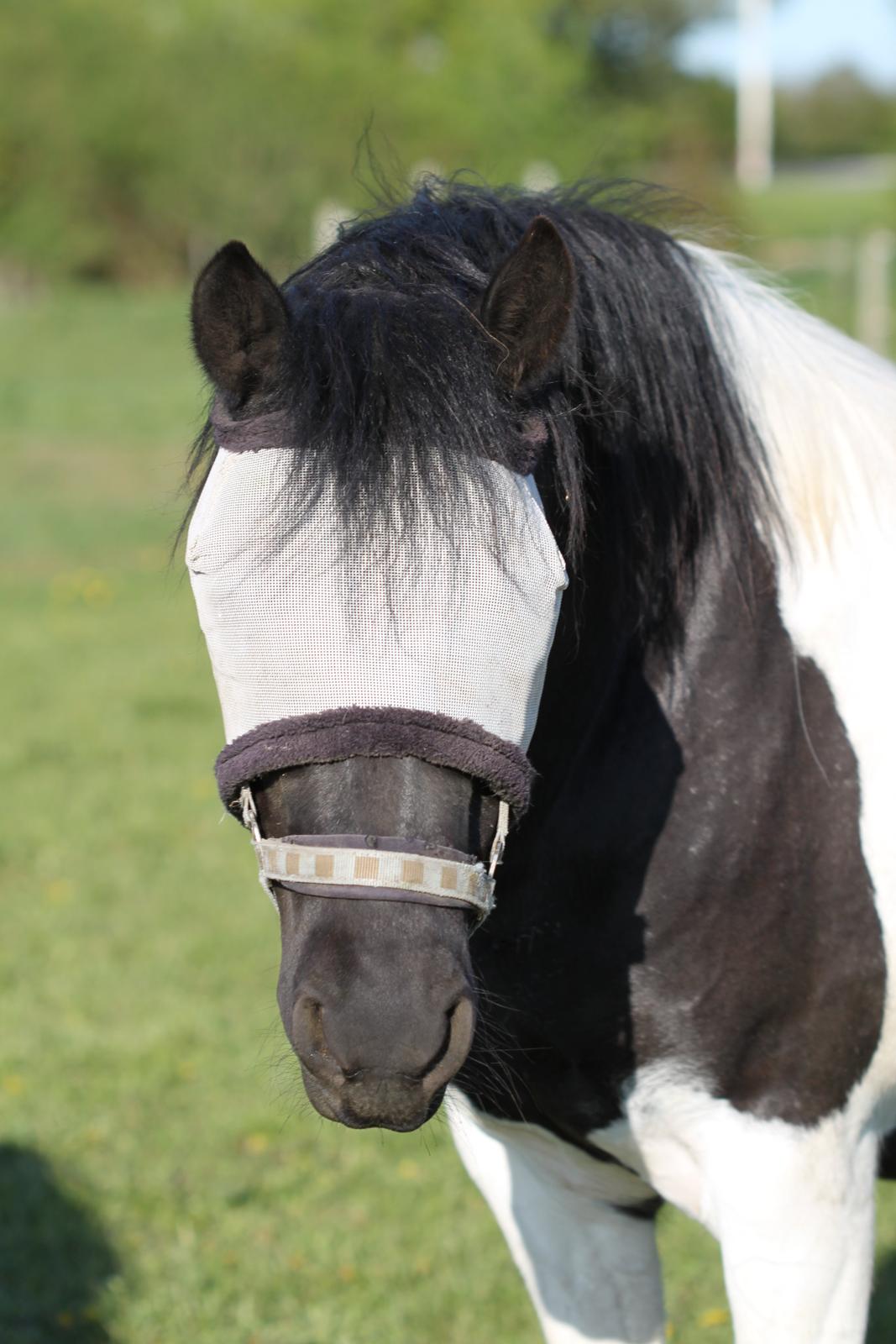 Pinto Mon Ami. billede 18