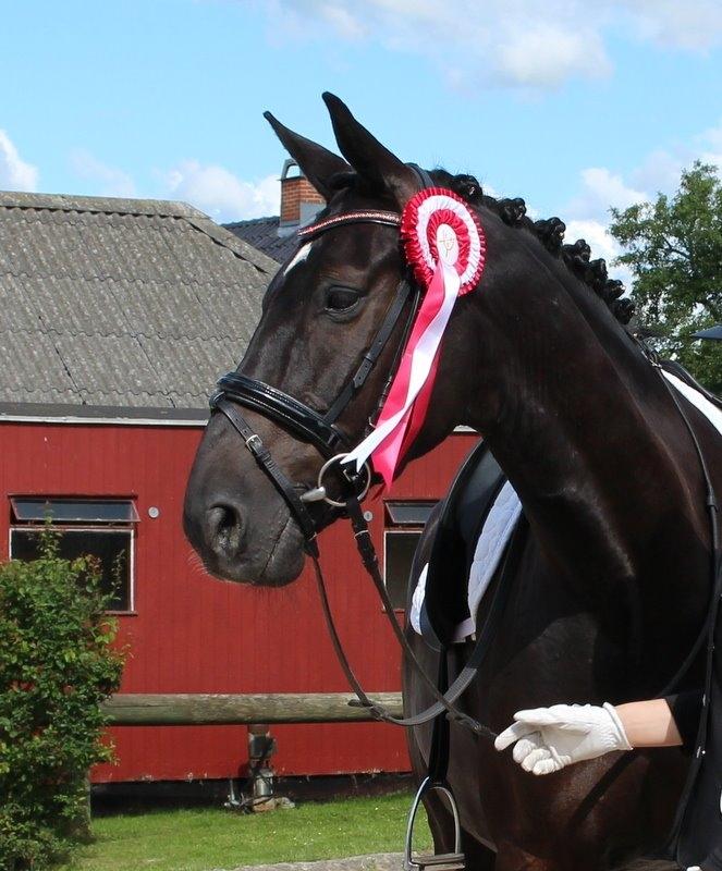 Dansk Varmblod Tekno - Velkommen til Teknos profil, en ægte stjerne <3 billede 1