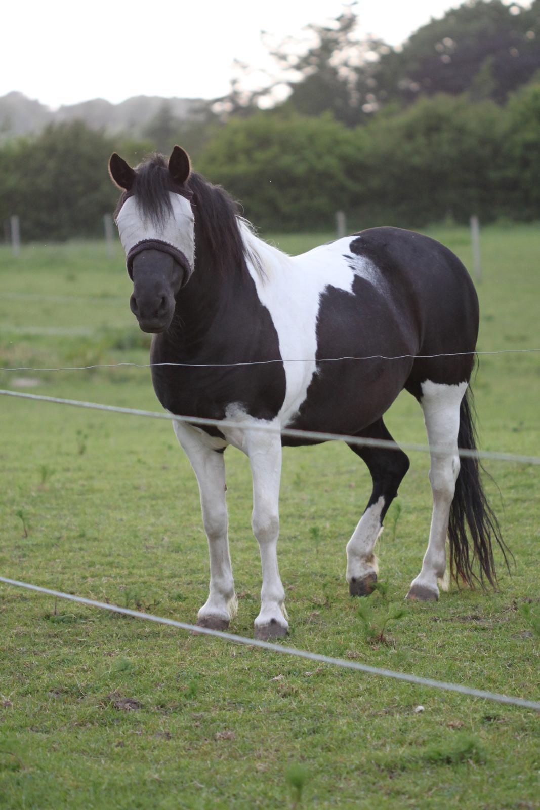 Pinto Mon Ami. billede 1