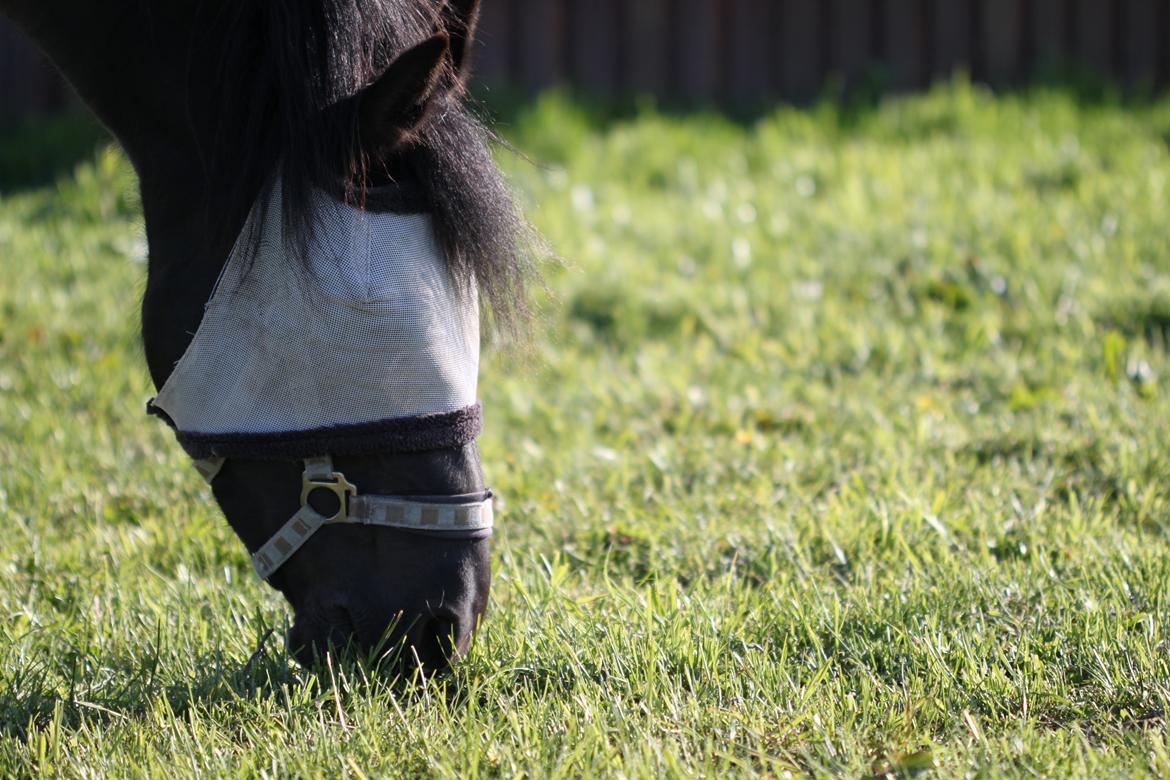 Pinto Mon Ami. billede 19