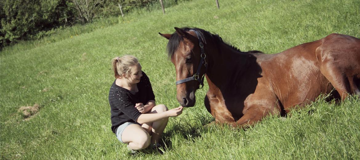 Dansk Varmblod Hedegårdens Nipa - Verdens dejligste <3 billede 3