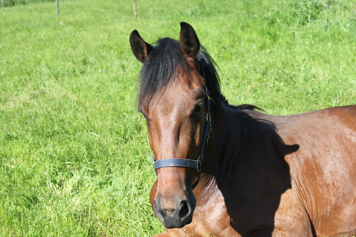 Dansk Varmblod Hedegårdens Nipa - <3 billede 13