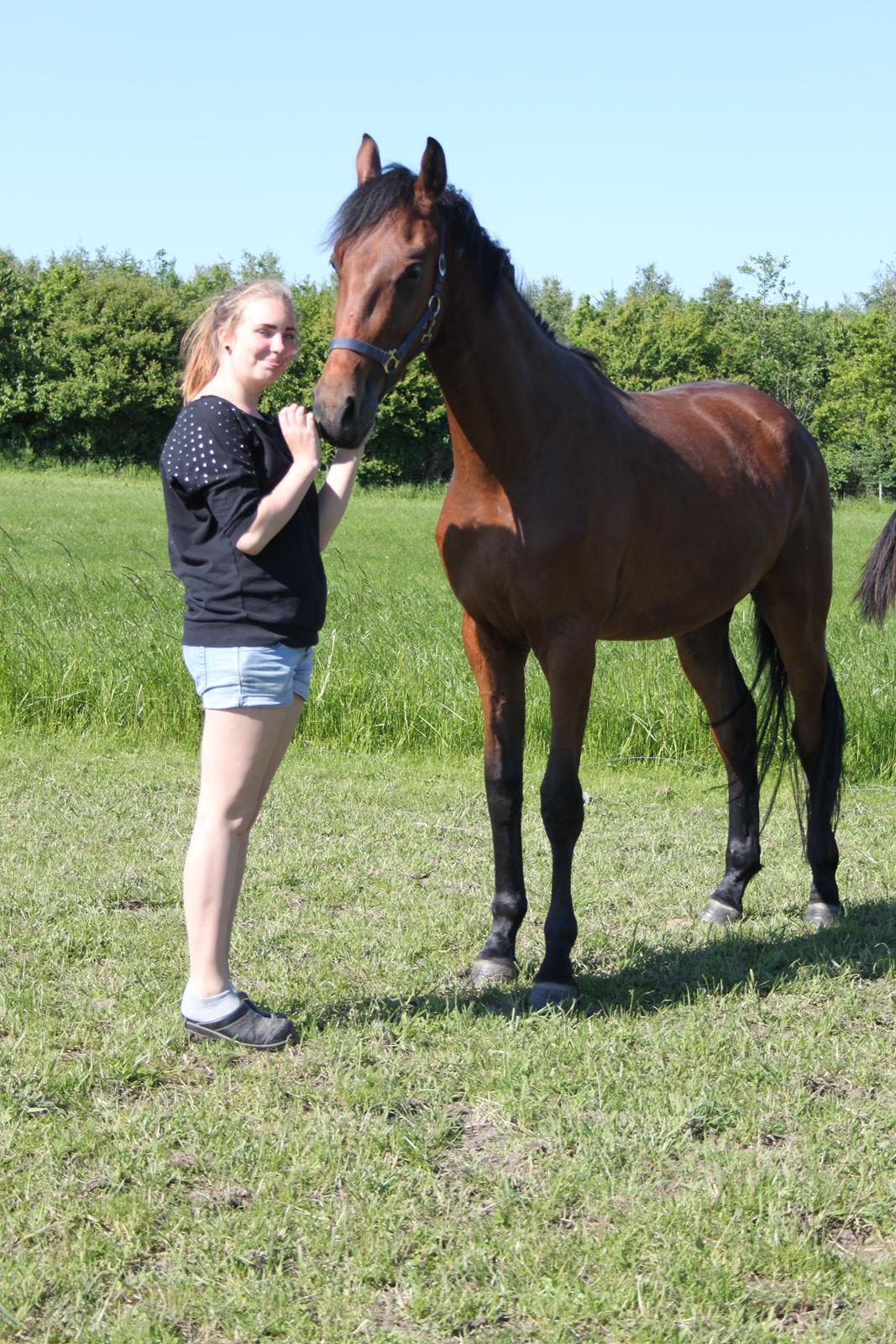 Dansk Varmblod Hedegårdens Nipa - Det høje skur og lille, tykke mig :)) billede 8