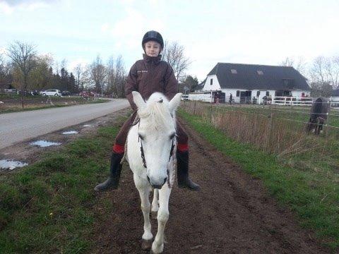 Welsh Cob (sec D) Christelle (himmelhest) billede 3