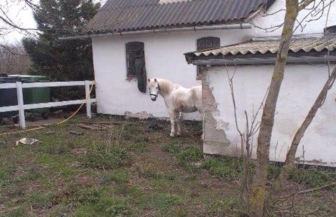 Welsh Cob (sec D) Christelle (himmelhest) billede 4