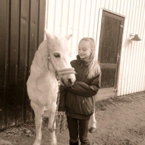 Welsh Cob (sec D) Christelle (himmelhest) billede 6