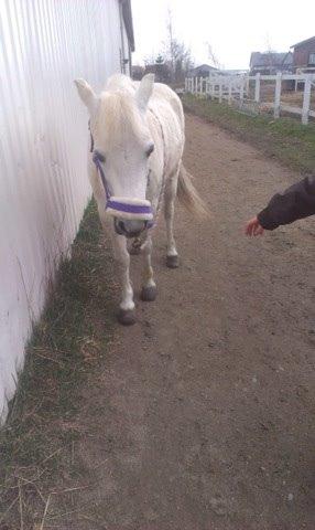 Welsh Cob (sec D) Christelle (himmelhest) billede 10