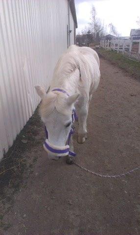 Welsh Cob (sec D) Christelle (himmelhest) billede 13