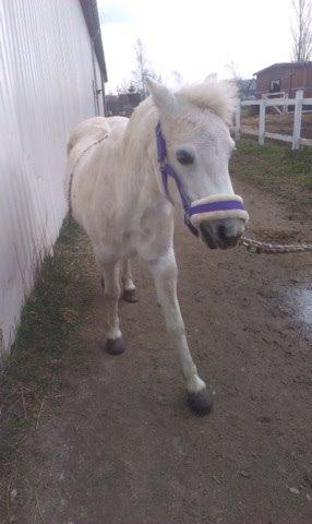 Welsh Cob (sec D) Christelle (himmelhest) billede 14