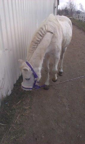 Welsh Cob (sec D) Christelle (himmelhest) billede 16