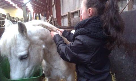 Welsh Cob (sec D) Christelle (himmelhest) billede 21