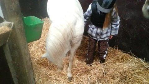 Welsh Cob (sec D) Christelle (himmelhest) billede 31