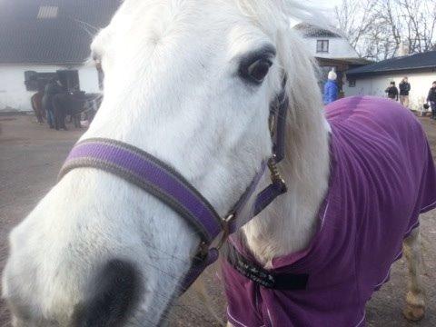 Welsh Cob (sec D) Christelle (himmelhest) billede 34