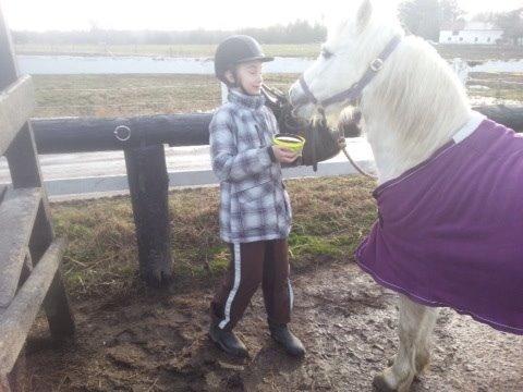 Welsh Cob (sec D) Christelle (himmelhest) billede 35