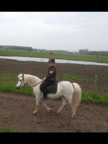 Welsh Cob (sec D) Christelle (himmelhest) billede 43