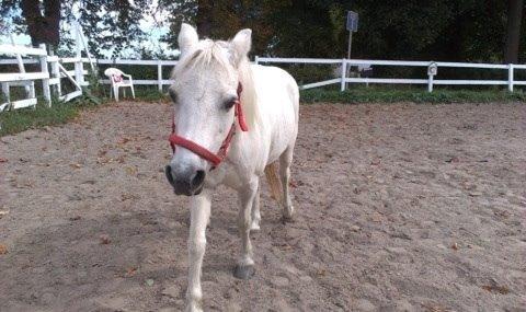 Welsh Cob (sec D) Christelle (himmelhest) billede 44