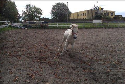 Welsh Cob (sec D) Christelle (himmelhest) billede 47