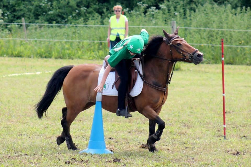 Hollandsk Sportspony Jasmijn billede 10