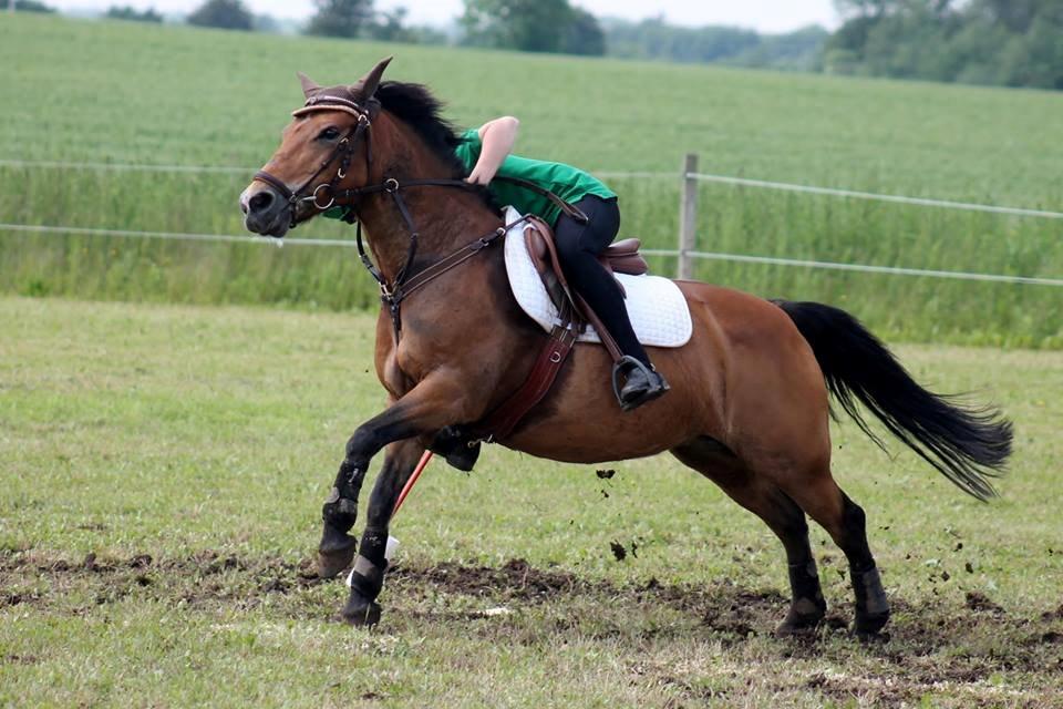 Hollandsk Sportspony Jasmijn billede 18
