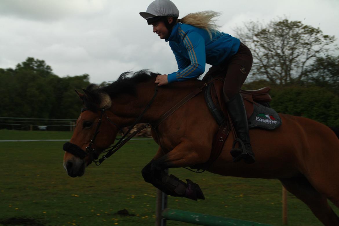 Hollandsk Sportspony Jasmijn billede 12