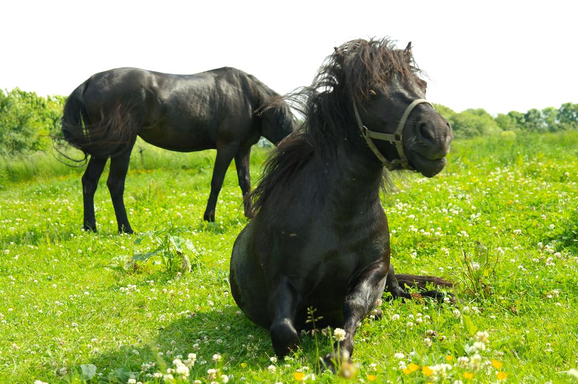 Shetlænder Daisy |My Little Pony|<3 billede 7