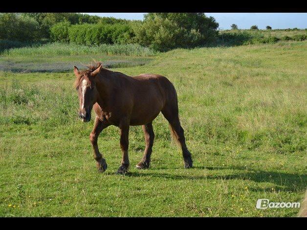 Anden særlig race Samson billede 1