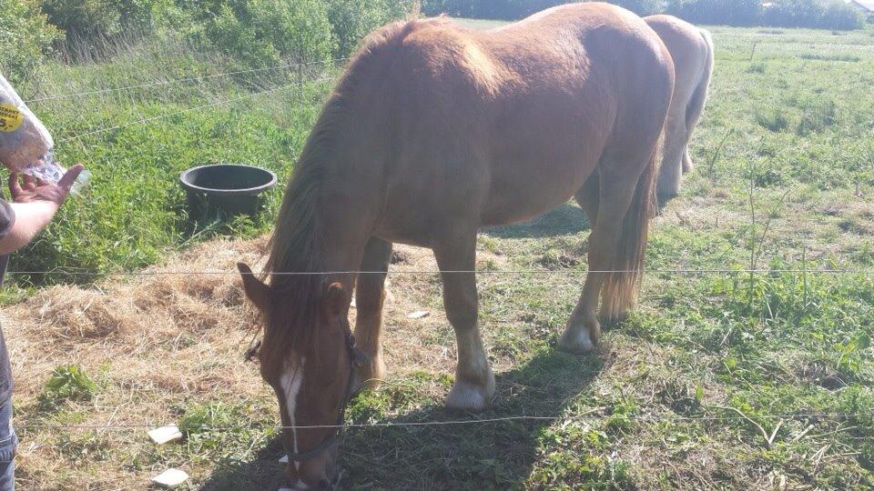 Anden særlig race Samson billede 2