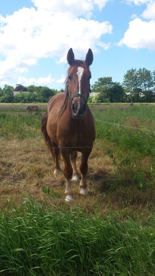 Anden særlig race Samson billede 4