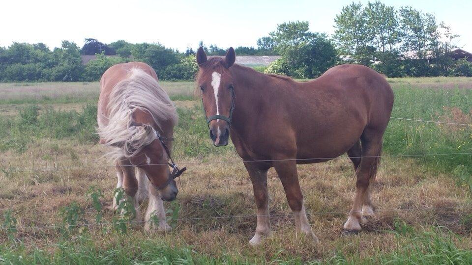 Anden særlig race Samson billede 5