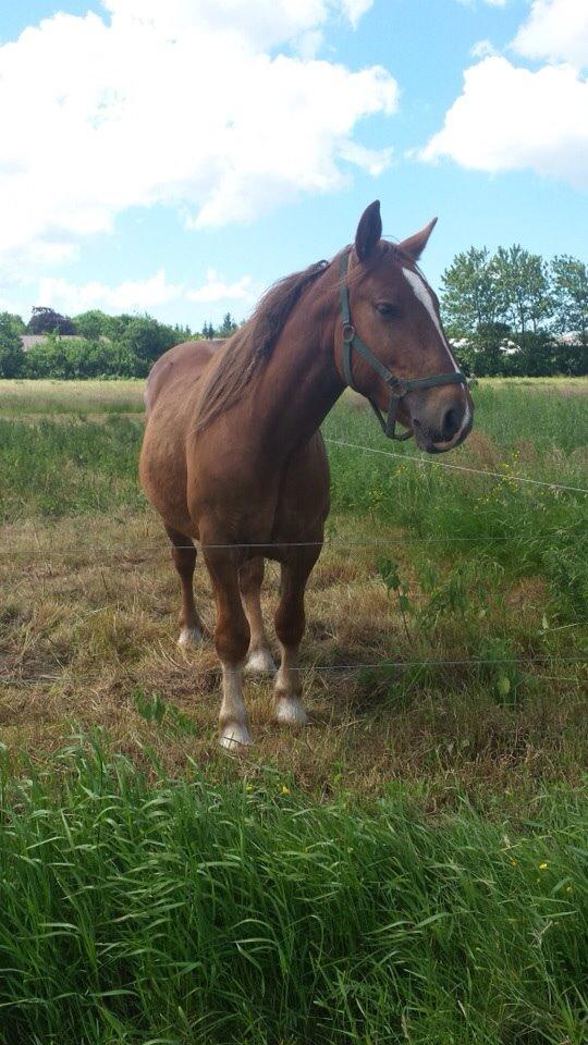 Anden særlig race Samson billede 3