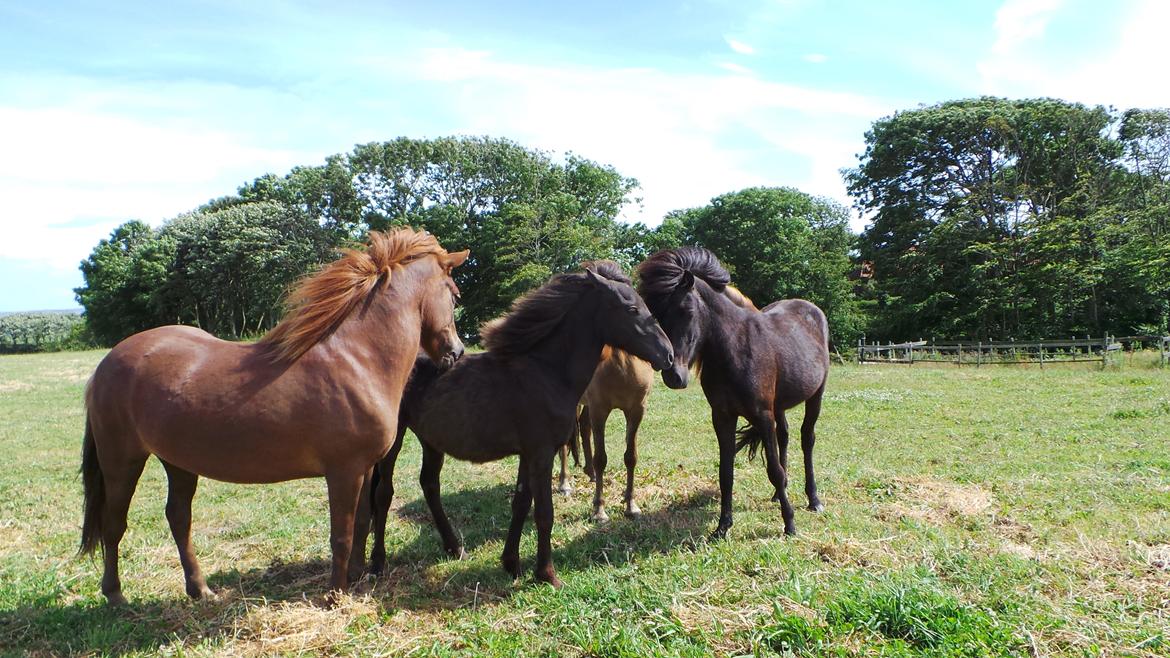 Islænder Eygló Fra Rørsgaard - Eygló i midten, sammen med sine nye legekammerater på engen billede 20