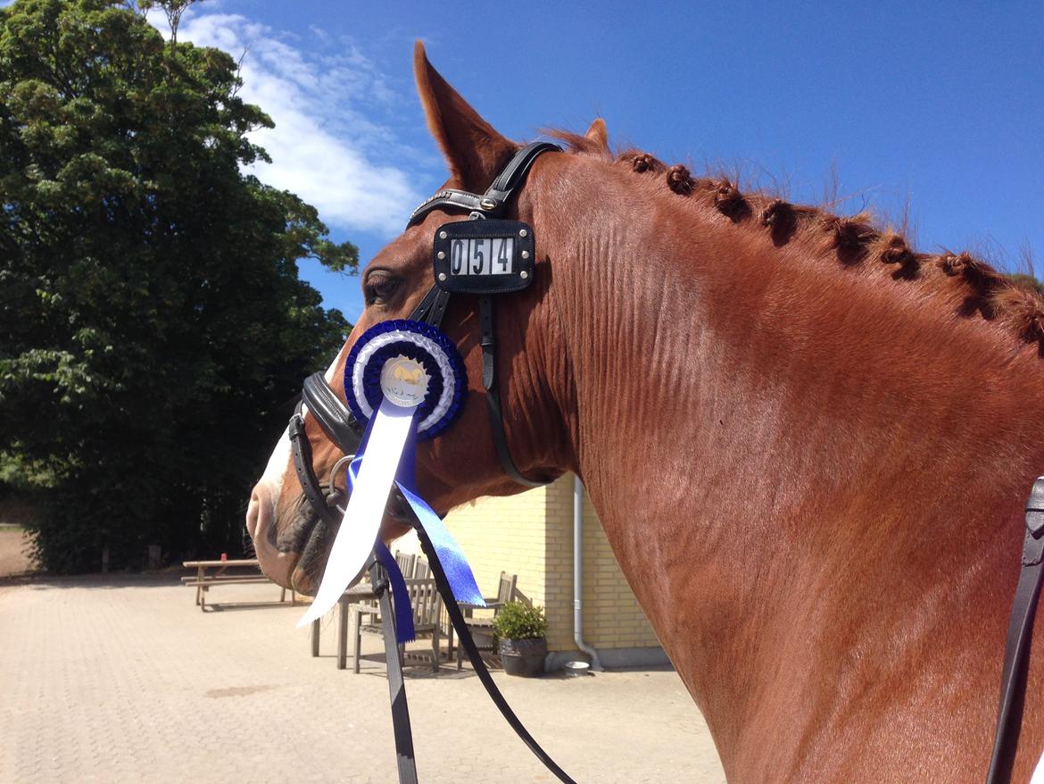 Dansk Varmblod Lindegaardens Zafir  billede 20