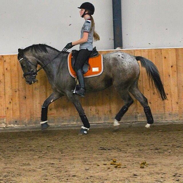 DSP Spotlight's Kira *LÅNE HEST* billede 17