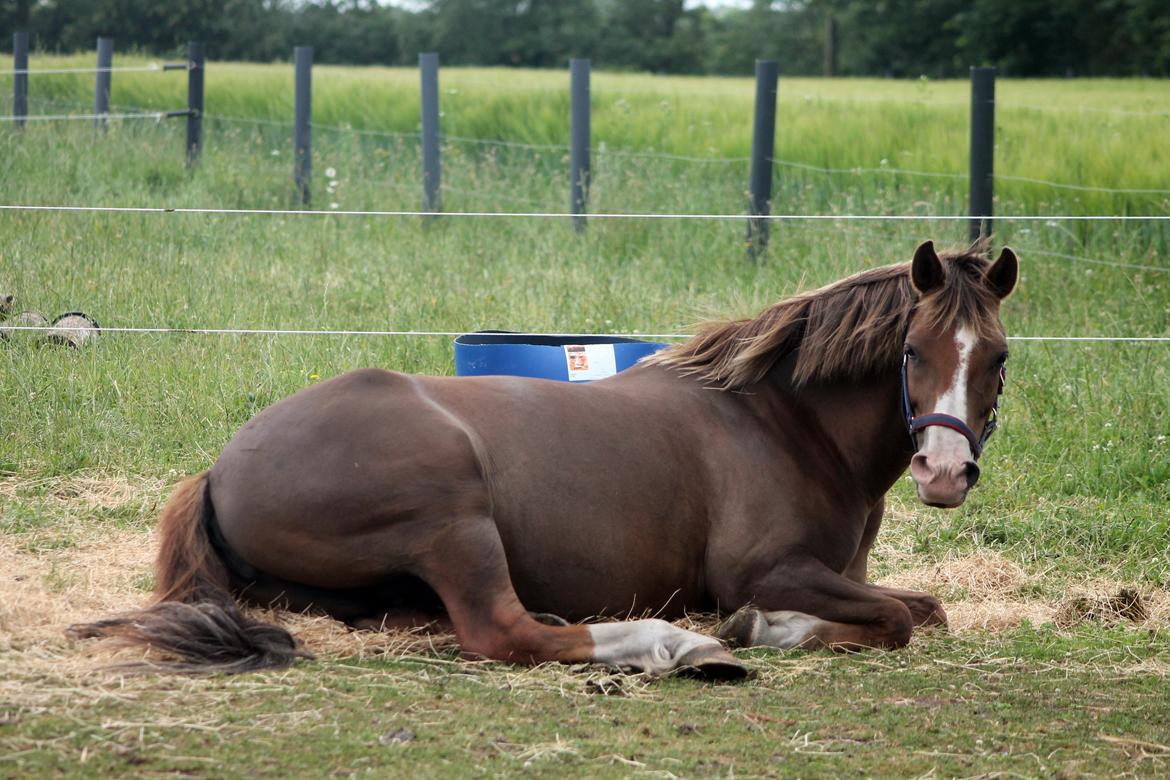 New Forest Købmandsgårdens Lu-Lu billede 3